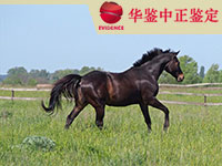 合肥马类动物亲子鉴定