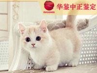 合肥猫类动物亲子鉴定
