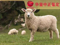 合肥羊类动物亲子鉴定